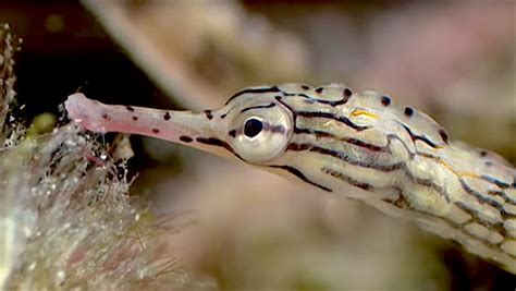 Get Inspired With This Dragonface Pipefish Breeding Video | Reef ...