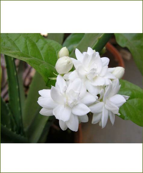 Parijata Flower Plant In Bangalore | Best Flower Site