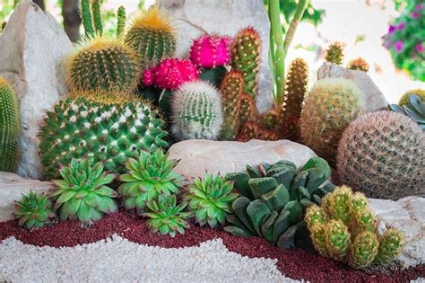 25 Beautiful Cactus Garden Ideas | Trees.com