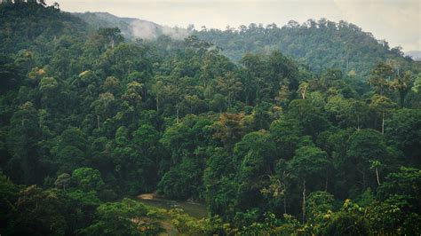 Inilah 5 Daerah dengan Hutan Terluas di Indonesia