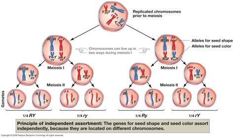 Meiosis - Introduction to Biology: The Cell Cycle