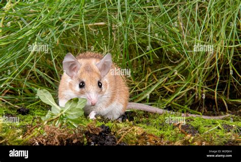 An African Spiny Mouse taken in a studio, you can see the spines that ...