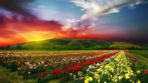 flower garden 4k Ultra HD Wallpaper and Background Image | 3840x2160 ...