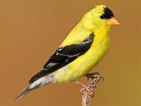 American Goldfinch - NestWatch