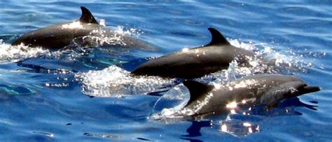 Pantropical Spotted Dolphin – "OCEAN TREASURES" Memorial Library