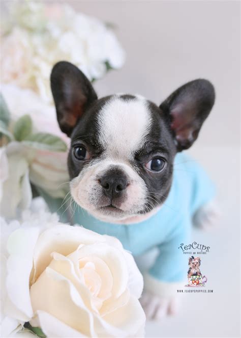 Frenchie French Bulldog For Sale | Teacup Puppies & Boutique