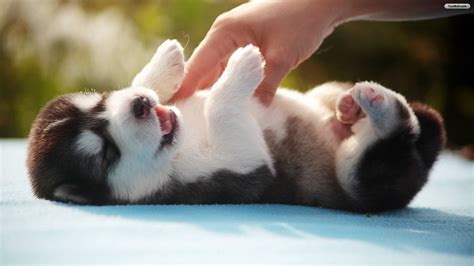 Cute Fluffy Husky Puppies Wallpaper