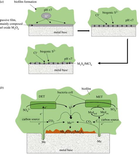 Corrosion mechanism of stainless steel under biofilm including breaking ...