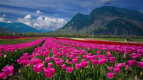 Tulip Field Wallpapers - Top Free Tulip Field Backgrounds - WallpaperAccess