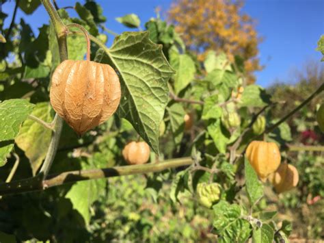 Cape Gooseberry – Truelove Seeds