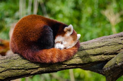 Red Panda Sleeping on Tree Branch · Free Stock Photo