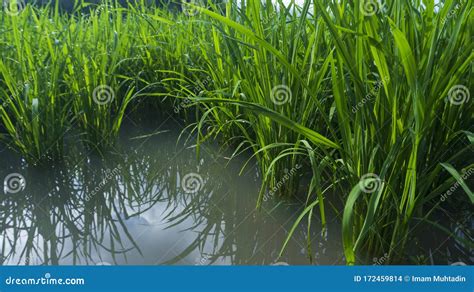 Rice Plants with Enough Water Stock Photo - Image of harvesting ...