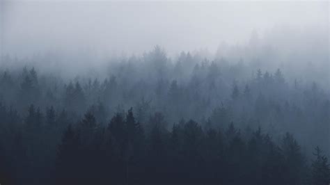 Foggy Woods Wallpapers - Top Free Foggy Woods Backgrounds - WallpaperAccess