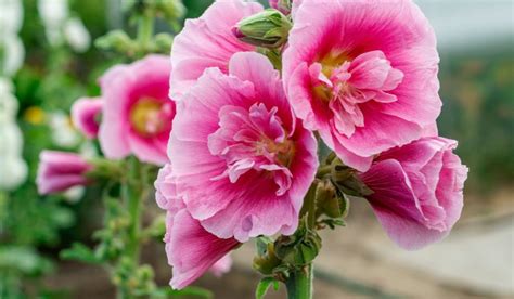 Alcea Rosea: Benefits, growth, and care tips