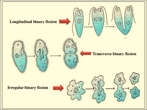 Binary Fission: Different Types of Binary Fission, Irregular Binary ...