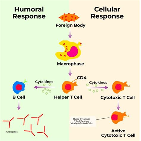 Difference Between Humoral And Cell Mediated Immunity, 53% OFF