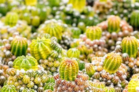 Mastering Cactus Propagation: 4 Techniques You Can't Miss | Succulent Alley