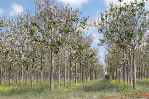 Sustainable Investments, Lasting Value. Silvinvest: Paulownia ...