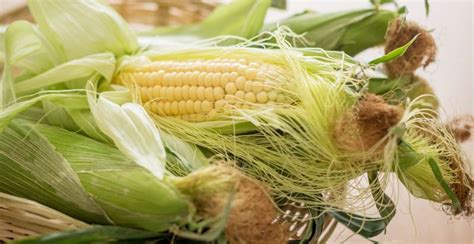 How to Plant, Grow, and Harvest Sweet Corn (Maize) - Gardeners' Magazine