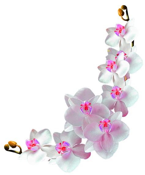 Orchid clipart frame, Orchid frame Transparent FREE for download on ...