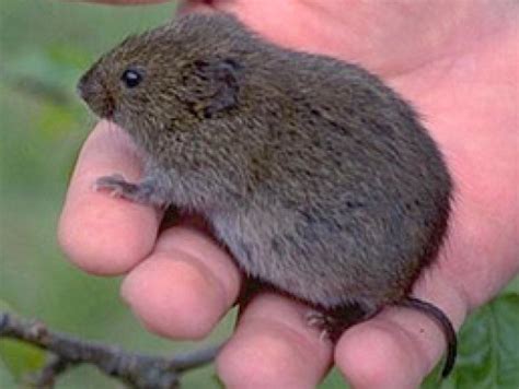 Types of Voles: Common Vole Species in the United States