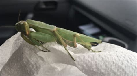 Carnivorous insect hitches ride to Stoke-on-Trent in shipping container ...