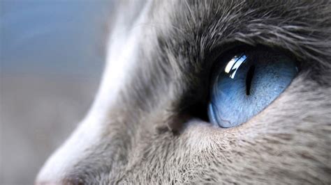 🔥 Download Black Cat Blue Eyes Wallpaper Full HD by @edwardharrington ...