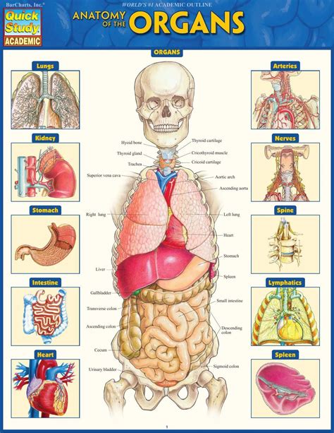 Diagram Of The Human Organs And Locations