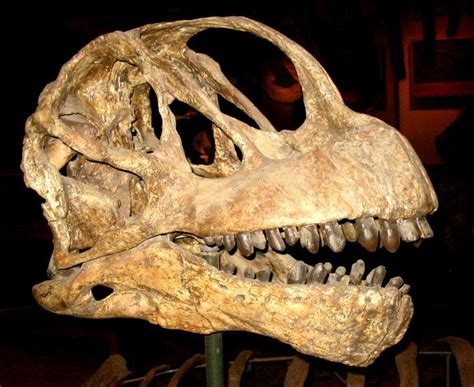 brontosaurus skull - Google Search | Динозавры, Окаменелость, Минералы