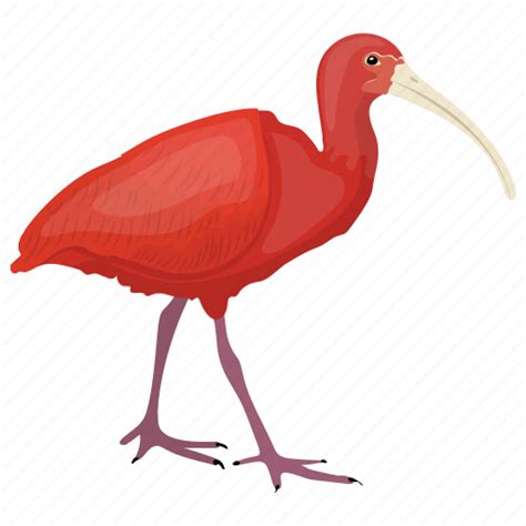 Ibis PNG Images Transparent Free Download