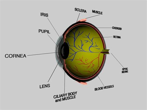 Human Eye Cross Section Eyeball 3D Model OBJ 3DS FBX C4D DXF STL ...