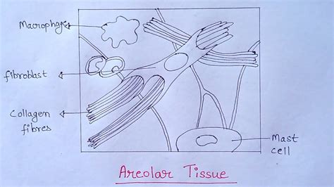 Areolar Connective Tissue