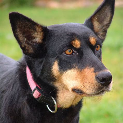 Australian Kelpie Breed Guide - Learn about the Australian Kelpie.