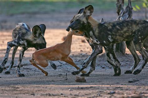 Speed hunters of the Luangwa Valley - Africa Geographic