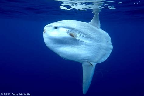 Ocean Sunfish Archives - Animal Facts For Kids | Wild Facts