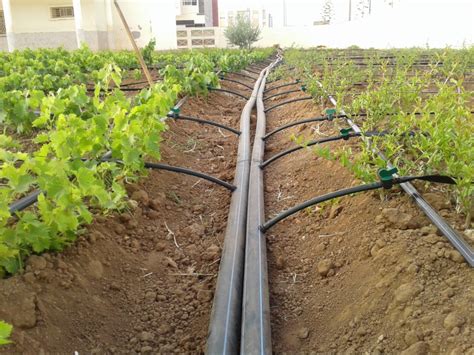 Factors to Consider when Installing Drip Irrigation - Mazero agrifood ...