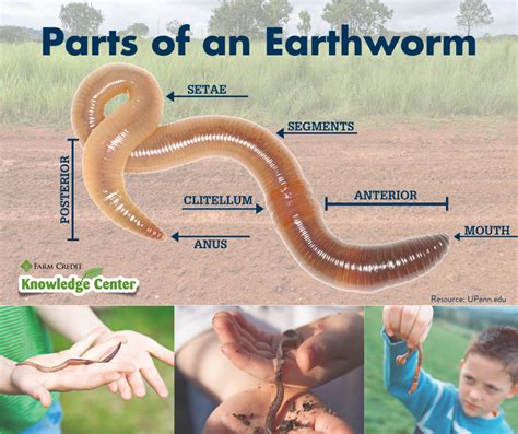 Parts Of An Earthworm Diagram