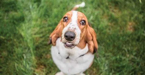 Basset Hound Names – [240 Awesome Ideas] - My Dog's Name