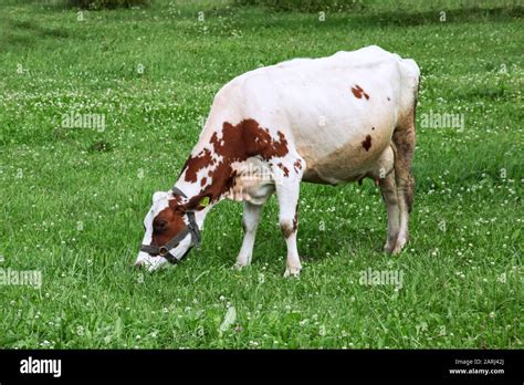 White cow with red spots on a green meadow close up Stock Photo - Alamy