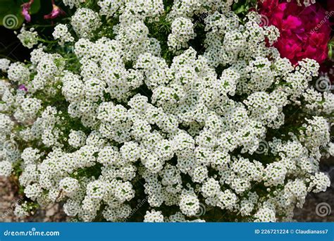 Close Up of White Alyssum Flower Stock Photo - Image of garden, flora ...