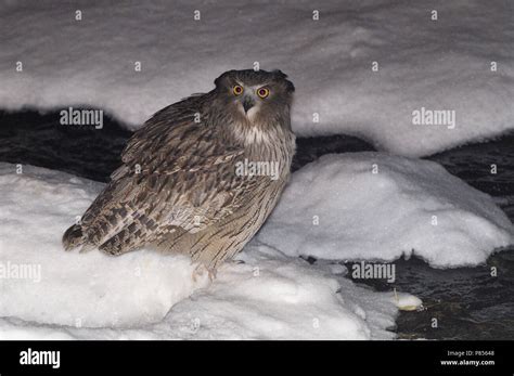 Blakiston's Fish Owl Stock Photo - Alamy