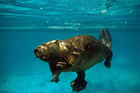 2021 Apr - Beaver Underwater - Procyon Wildlife