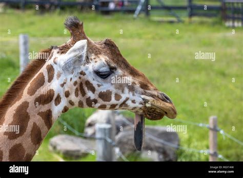 Giraffe close up profile, sticking it's tongue out Stock Photo - Alamy