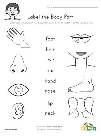 label the body parts worksheet education com - label the body parts ...