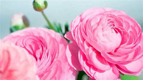 Ranunculus Bulbs | Top Quality, Best Selection | Canada-Wide Shipping ...