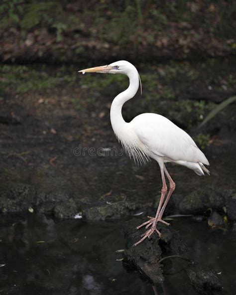 White Heron Bird Stock Photos. Picture. Portrait. Photo. Image. White ...