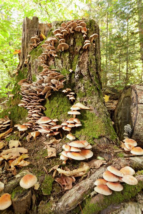 Mushrooms growing on a tree stump in the forest, near Marquette ...