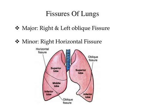 Lung Anatomy Fissures