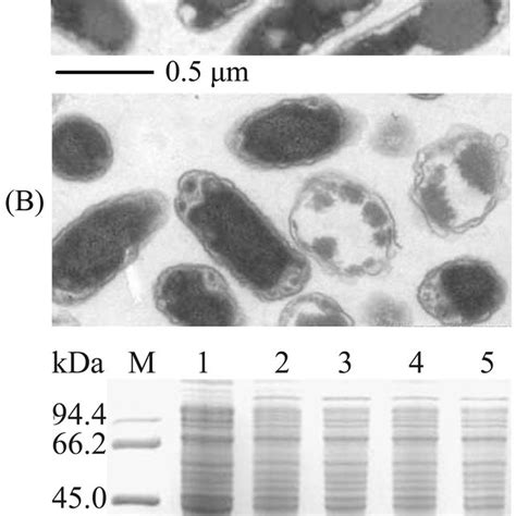 Inclusion bodies formation of XynA expressed from plasmids ...