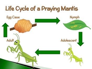 Praying Mantis ~ An Interactive PowerPoint Presentation of their Life Cycle